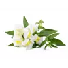 Click & Grow Smart Garden polnilo, 3 rastlinske kapsule (SGR78X3)