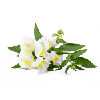 Click & Grow Smart Garden polnilo, 3 rastlinske kapsule (SGR78X3)