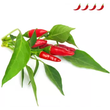 Click & Grow Piri Piri-Piri čili rastlinske kapsule za Smart Garden, 3 kosi (SGR67X3)