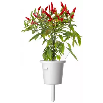 Click & Grow Piri Piri-Piri čili rastlinske kapsule za Smart Garden, 3 kosi (SGR67X3)