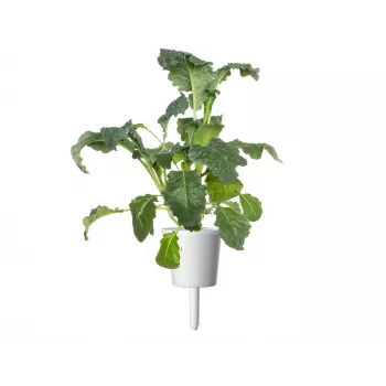 Click & Grow Smart Garden polnilo, 3 rastlinske kapsule (SGR86X3)