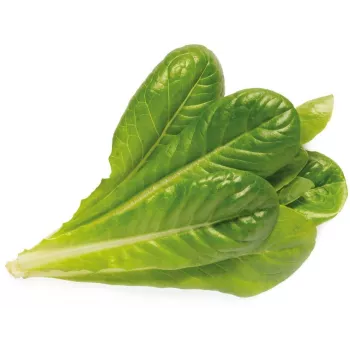Click & Grow SGR50X3 solata rastlinske kapsule polnilo (3 kosi)