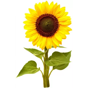Click & Grow mini sončnica rastlinske kapsule za Smart Garden, 3 kosi (SGR65X3)