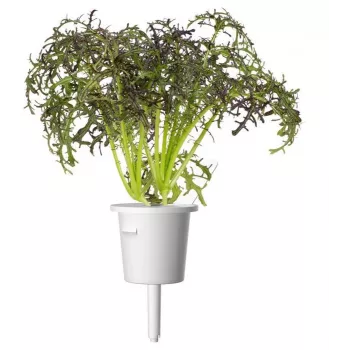 Click & Grow Smart Garden polnilo Red Frill Mustard, 3 rastlinske kapsule (SGR77X3)