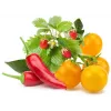 Click & Grow rastlinske kapsule mešanica sadja in zelenjave za Smart Garden, 9 kosov (PPMFVX9)