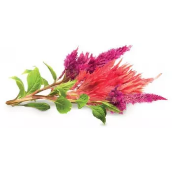 Click & Grow rastlinske kapsule Cockscomb za Smart Garden, 3 kosi (SGR4X3)