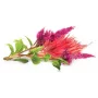 Click & Grow rastlinske kapsule Cockscomb za Smart Garden, 3 kosi (SGR4X3)