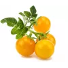 Click and Grow Smart Garden nadomestne kapsule z mini paradižnikom, 3 kosi