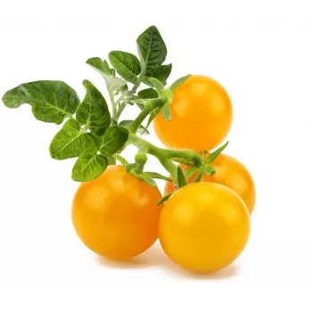Click and Grow Smart Garden nadomestne kapsule z mini paradižnikom, 3 kosi
