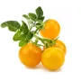 Click and Grow Smart Garden nadomestne kapsule z mini paradižnikom, 3 kosi