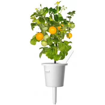 Click and Grow Smart Garden nadomestne kapsule z mini paradižnikom, 3 kosi