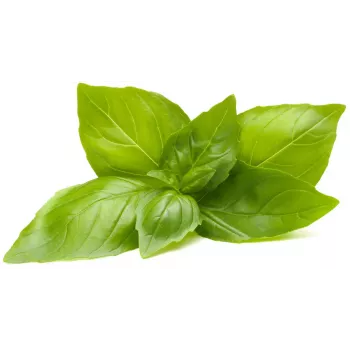 Click & Grow rastlinske kapsule limonova bazilika za Smart Garden, 3 kosi (SGR76X3)