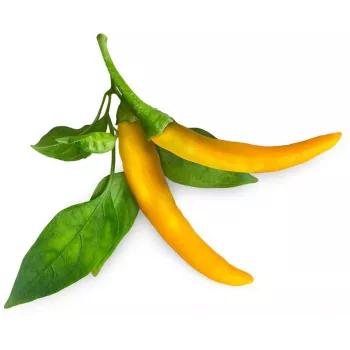 Click & Grow SGR60X3 rastlinske kapsule čili poper (3 kosi)