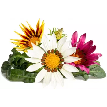 Click & Grow Gazania kapsule za pametni vrt, 3 kosi (SGR92X3)