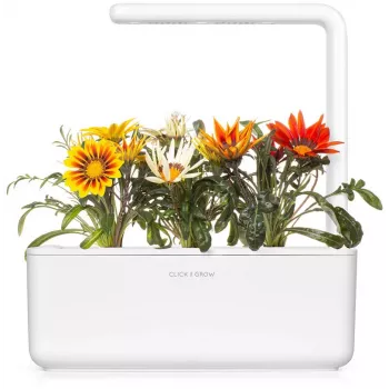 Click & Grow Gazania kapsule za pametni vrt, 3 kosi (SGR92X3)