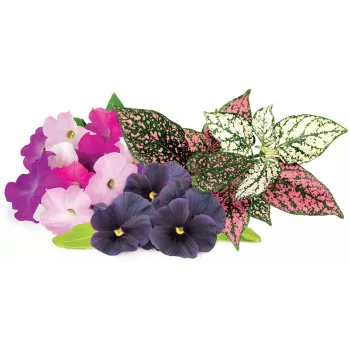 Click & Grow Vibrant Flower Mix kapsule za pametni vrt, 9 kosov (PPMVBX9)