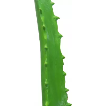 EUROPALMS umetna rastlina aloe vera v črnem loncu, 63cm 82809112