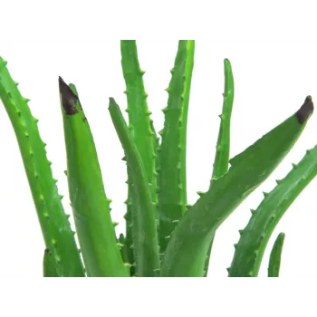 EUROPALMS umetna rastlina aloe vera v črnem loncu, 63cm 82809112