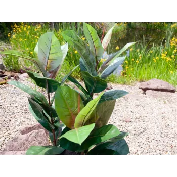 EUROPALMS umetna rastlina gumijevca 100cm, realistična Ficus elastica, v črnem plastičnem loncu 82508303