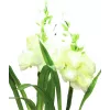EUROPALMS aronstab, set 3 kosov z LED, bel, 85cm (83330302)