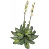 EUROPALMS Stone Rose (EVA) umetna rastlina, rumena, 32cm 82530573