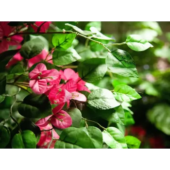 EUROPALMS bougainvillea umetna rastlina, roza, 150 cm 82507055