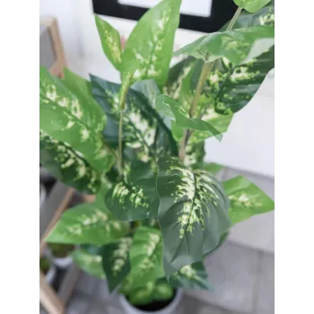 EUROPALMS umetna rastlina dieffenbachia 120cm 82508306