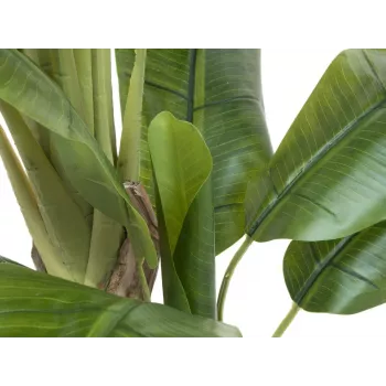 EUROPALMS umetno bananovo drevo, 170cm, zeleni listi, črn lonec 82509539