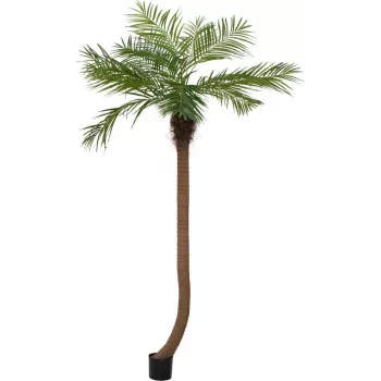 EUROPALMS Luxor ukrivljena umetna feniksova palma, 240cm 82510726