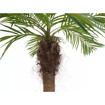 EUROPALMS Luxor ukrivljena umetna feniksova palma, 240cm 82510726
