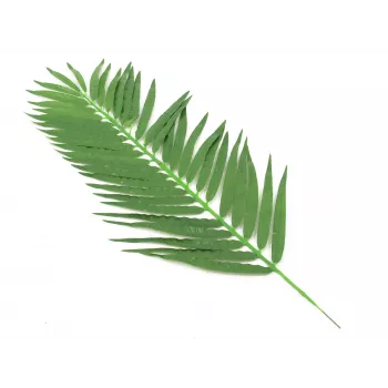 EUROPALMS kokosovi palmovi listi, umetni, 110cm, paket 12 kosov 82509897