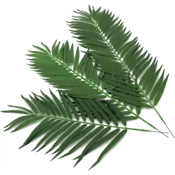 EUROPALMS umetni listi kokosove palme, 80 cm, set 12 kosov 82509895