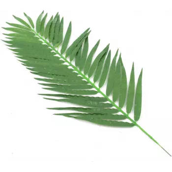 EUROPALMS umetni listi kokosove palme, 90 cm, 12 kosov, zeleni 82509896