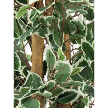 EUROPALMS srebrni fikus Benjamina umetna rastlina, 180 cm 82506116