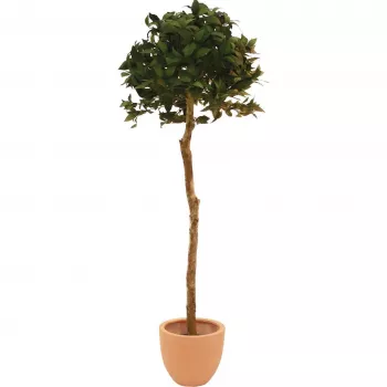 EUROPALMS umetno lovorovo kroglično drevo, 180cm 82506946