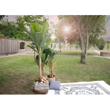 EUROPALMS umetno bananovo drevo, 210 cm 82509507