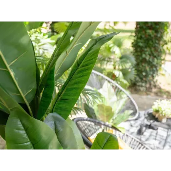 EUROPALMS umetno bananovo drevo, 210 cm 82509507