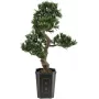 EUROPALMS bonsaj Podocarpus umetna rastlina, 80cm 82600116