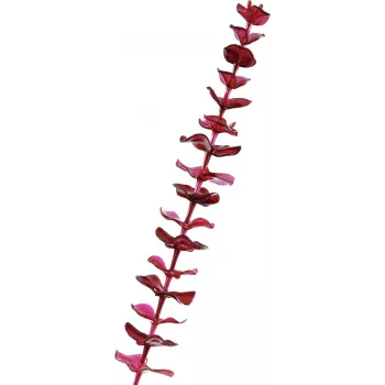 EUROPALMS umetna kristalna veja evkaliptusa, bordo rdeča, 81cm 82600203