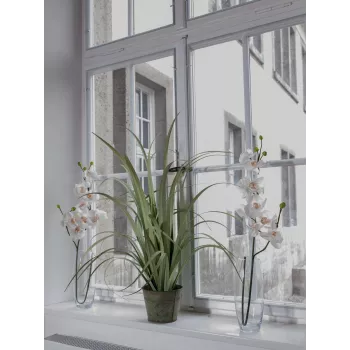 EUROPALMS umetna veja orhideje, kremno bela, 100cm (82530323)