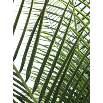 EUROPALMS Phoenix Palm Deluxe umetna rastlina 220cm 82509722