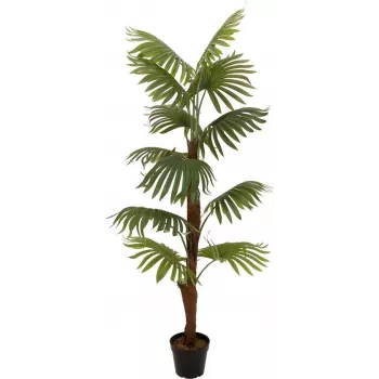 EUROPALMS pahljačasta palma umetna rastlina, 155cm 82509303